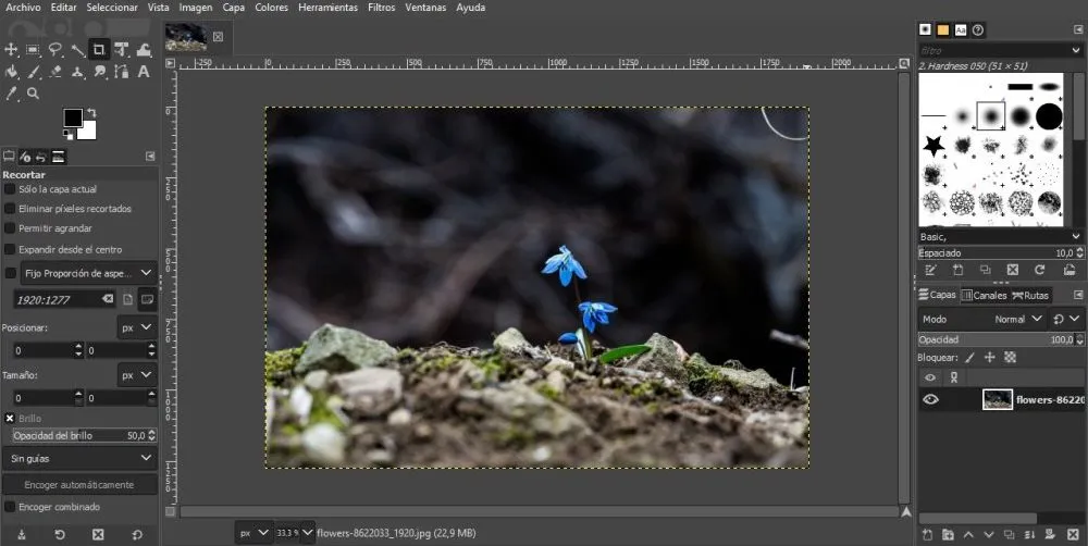Interface GIMP à côté du fichier image où les fleurs bleues se détachent, prêtes à être modifiées